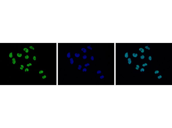 Immunofluorescence using Anti-Histone H2A.Zac pan